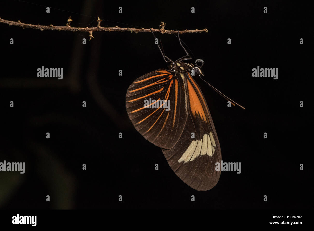 Eine lange Flügel Schmetterling in der Gattung Heliconius thront auf die Vegetation in der Nacht in den Amazonas Dschungel, in Ecuador. Stockfoto