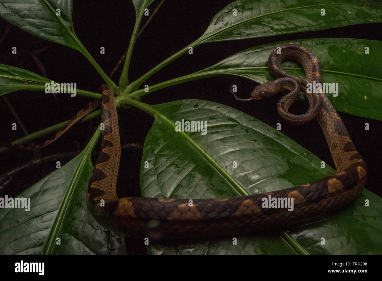Eine cat-eyed snake (Leptodeira septentrionalis) auf ein Werk in Ecuadors Yasuni Nationalpark in den Amazonas Regenwald aufgewickelt. Stockfoto