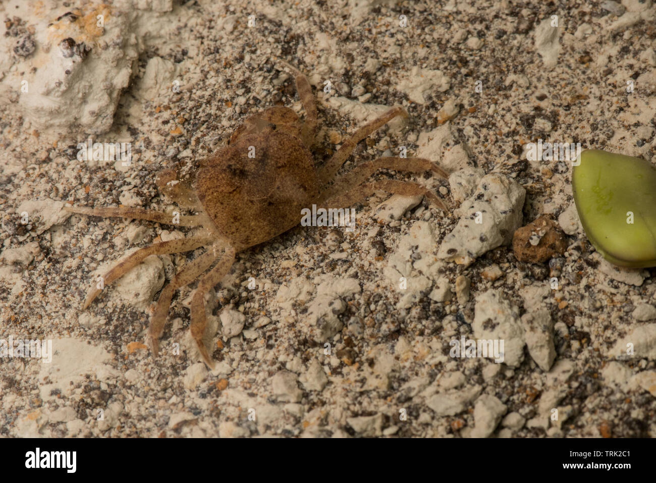 Ein Süßwasser-Krabben aus dem Amazonas Dschungel. Stockfoto