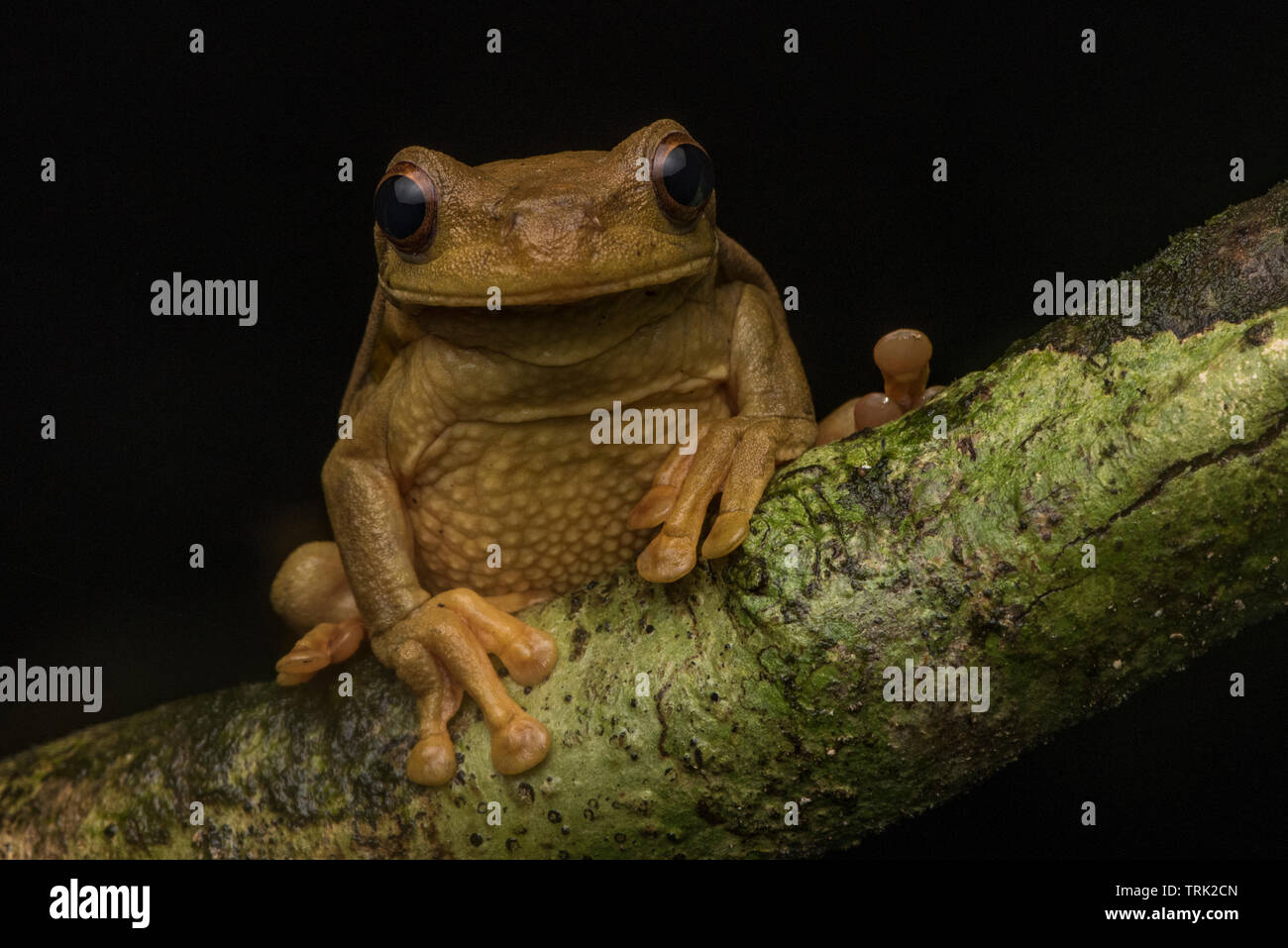 Trachycephalus Coriaceus Stockfotos und bilder Kaufen Alamy
