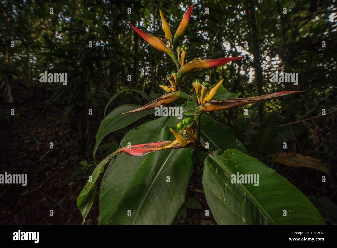 Heliconia Blüte im ecuadorianischen Regenwald des Amazonas, speziell im Dschungel bei Yasuni Nationalpark. Stockfoto