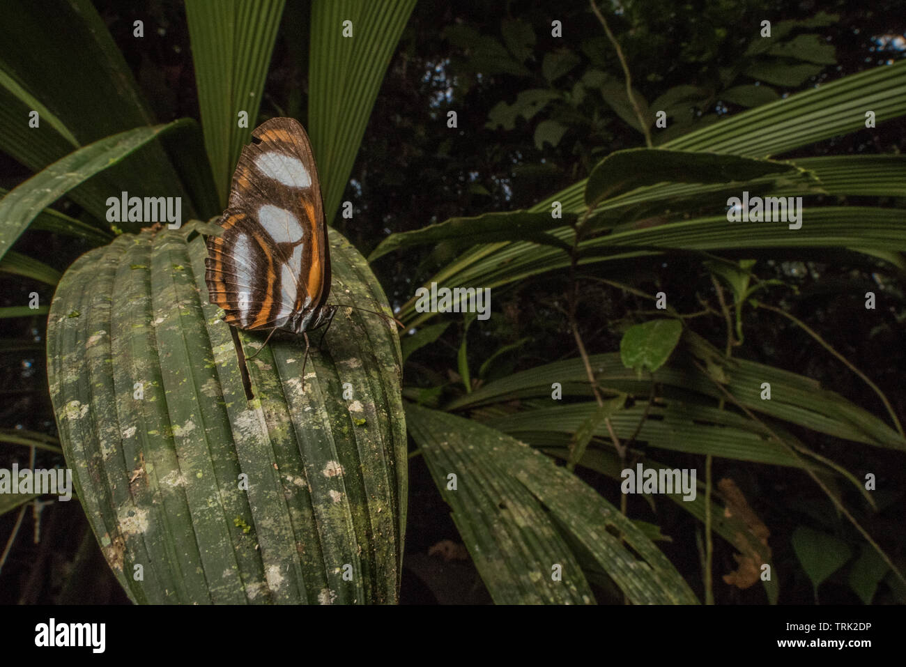 Ein Schmetterling Sitzstangen auf einigen Laub im Regenwald des Amazonas, den Artenreichsten der Welt. Stockfoto