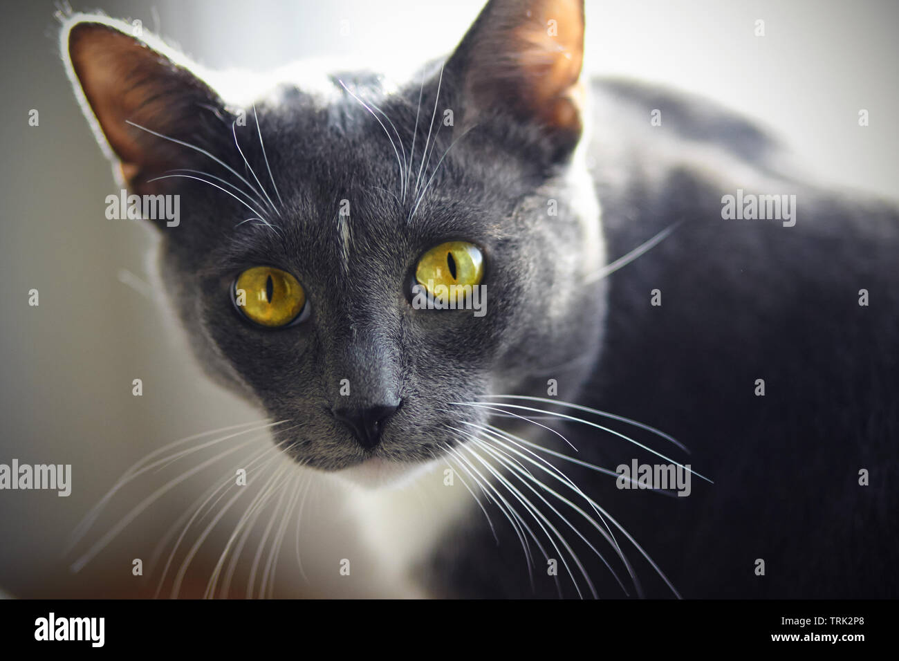 Ein schönes Zuhause Katze der Farbe grau mit einem weißen Fleck auf der  Stirn und gelb-grüne Augen sieht ausdrücklich Stockfotografie - Alamy