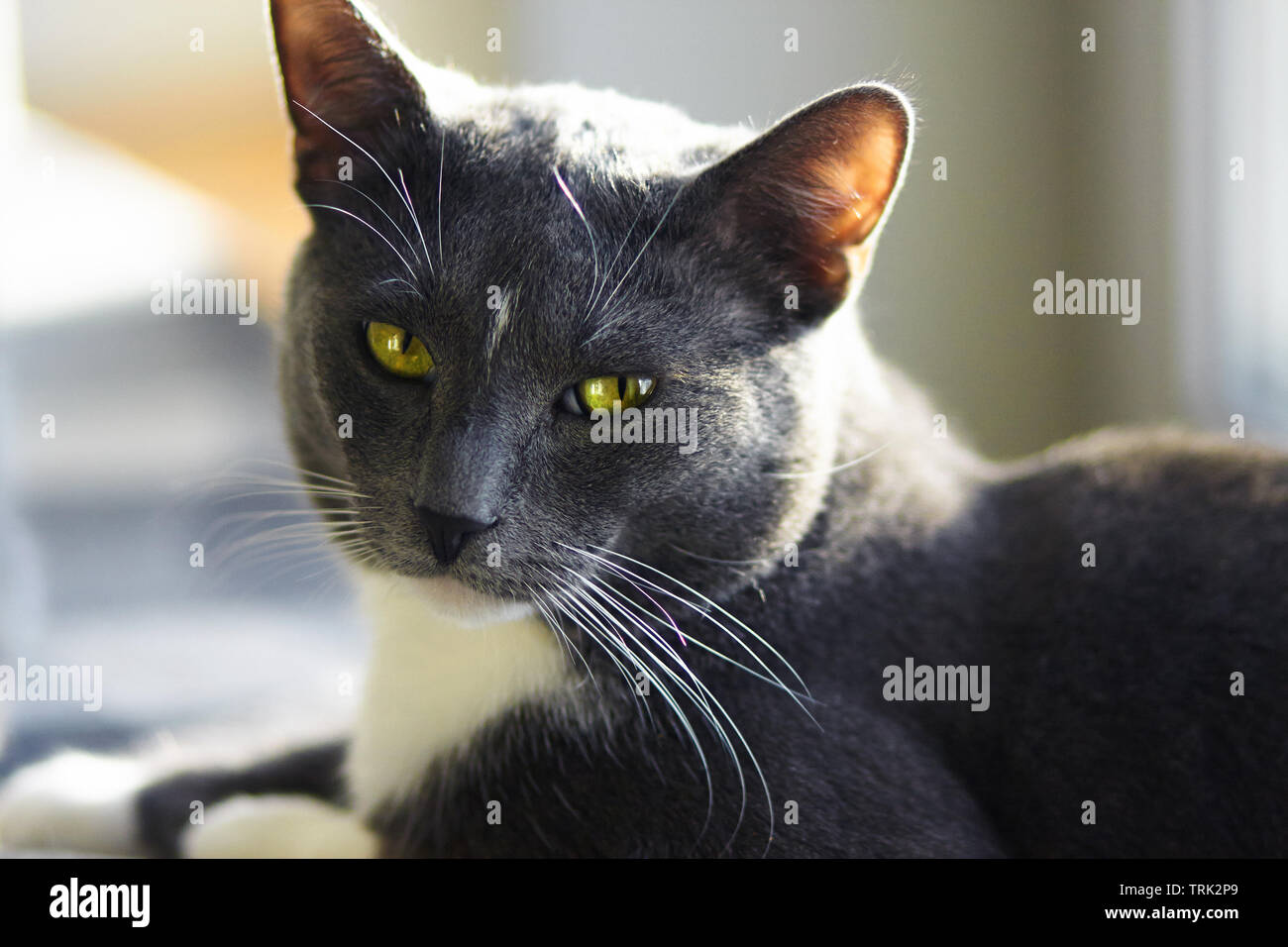 Schöne Mongrel graue Katze mit grünen Augen und einem weißen Fleck auf der Stirn liegt auf der