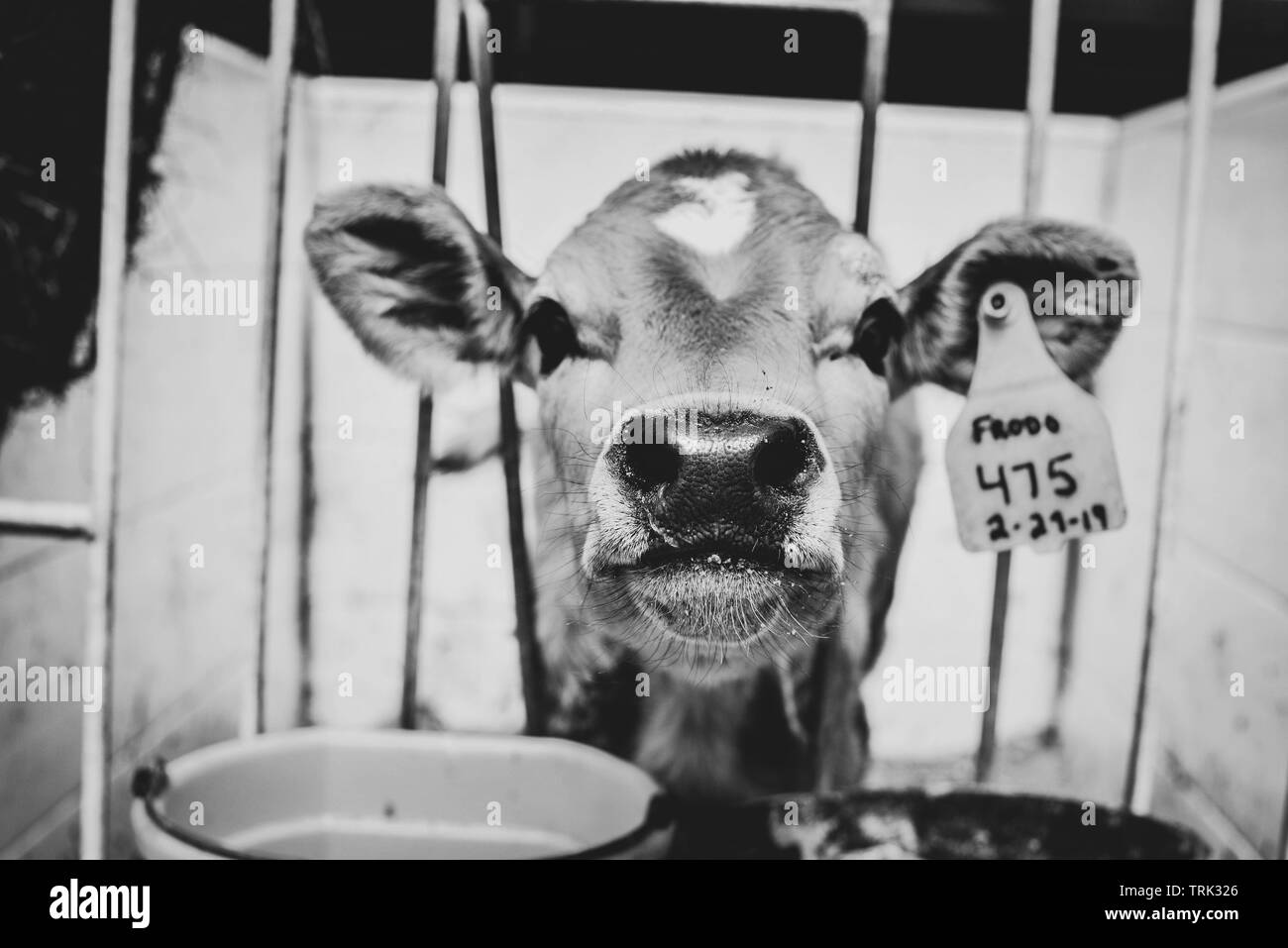 Ein Jersey Kalb, schaut durch die Gitterstäbe eines Betriebs pen auf einem Bauernhof Stockfoto