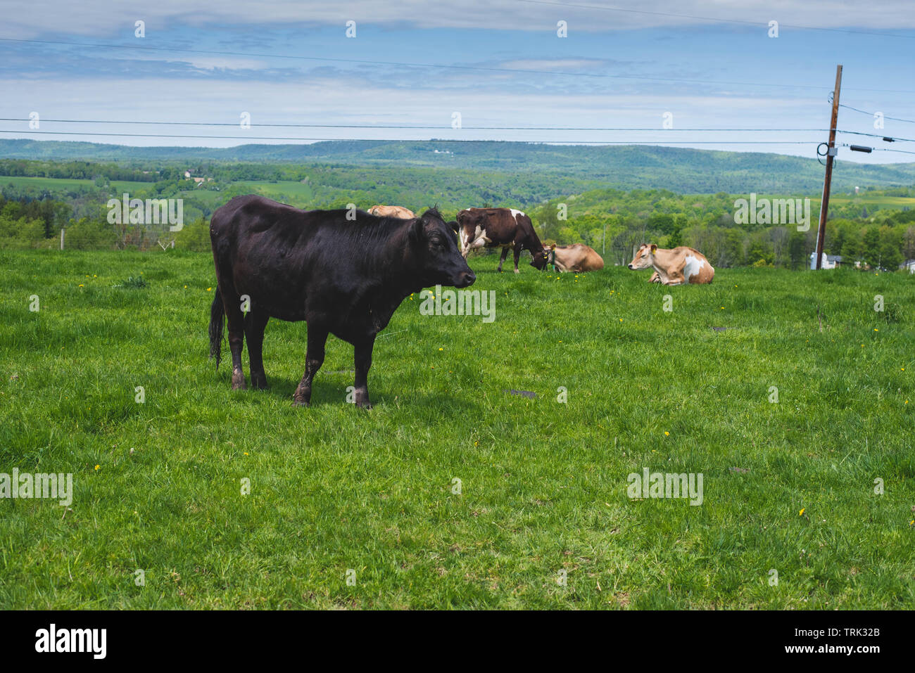 Kühe stehen in einem Feld im ländlichen Pennsylvania, USA. Stockfoto