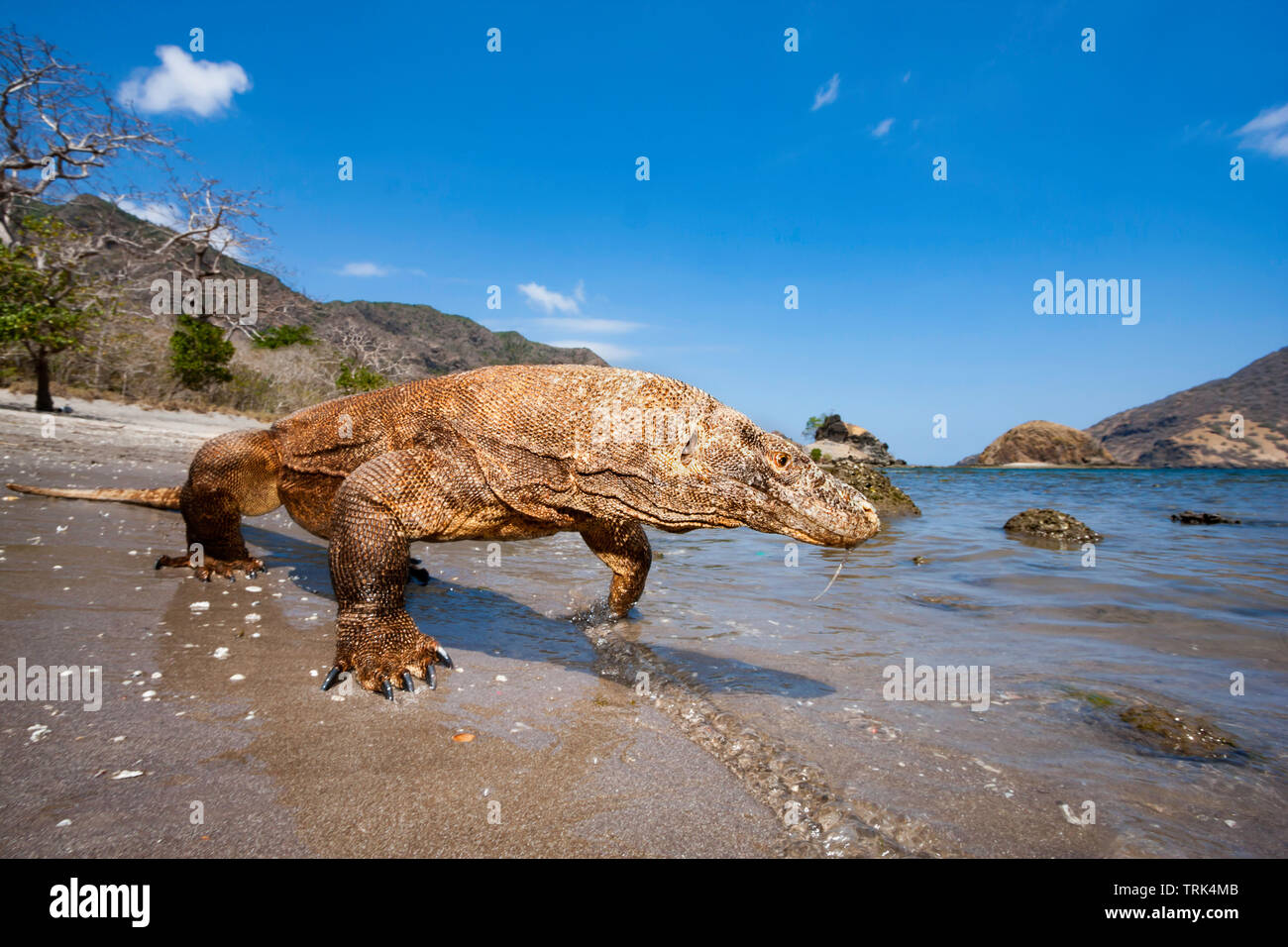 Komodo Drachen, Varanus komodoensis, sind die weltweit größten Eidechsen. Diese enorme Reptile hat venom Drüsen, die mit Toxinen, die geringer belasteten sind b Stockfoto