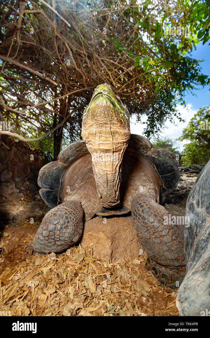 Die Galapagos Schildkröte, Chelonoidis nigra, sind die größten Lebewesen der Schildkröte, die bis zu 880 Pfund wachsen kann und mehr als 6 Meter erreichen. Stockfoto