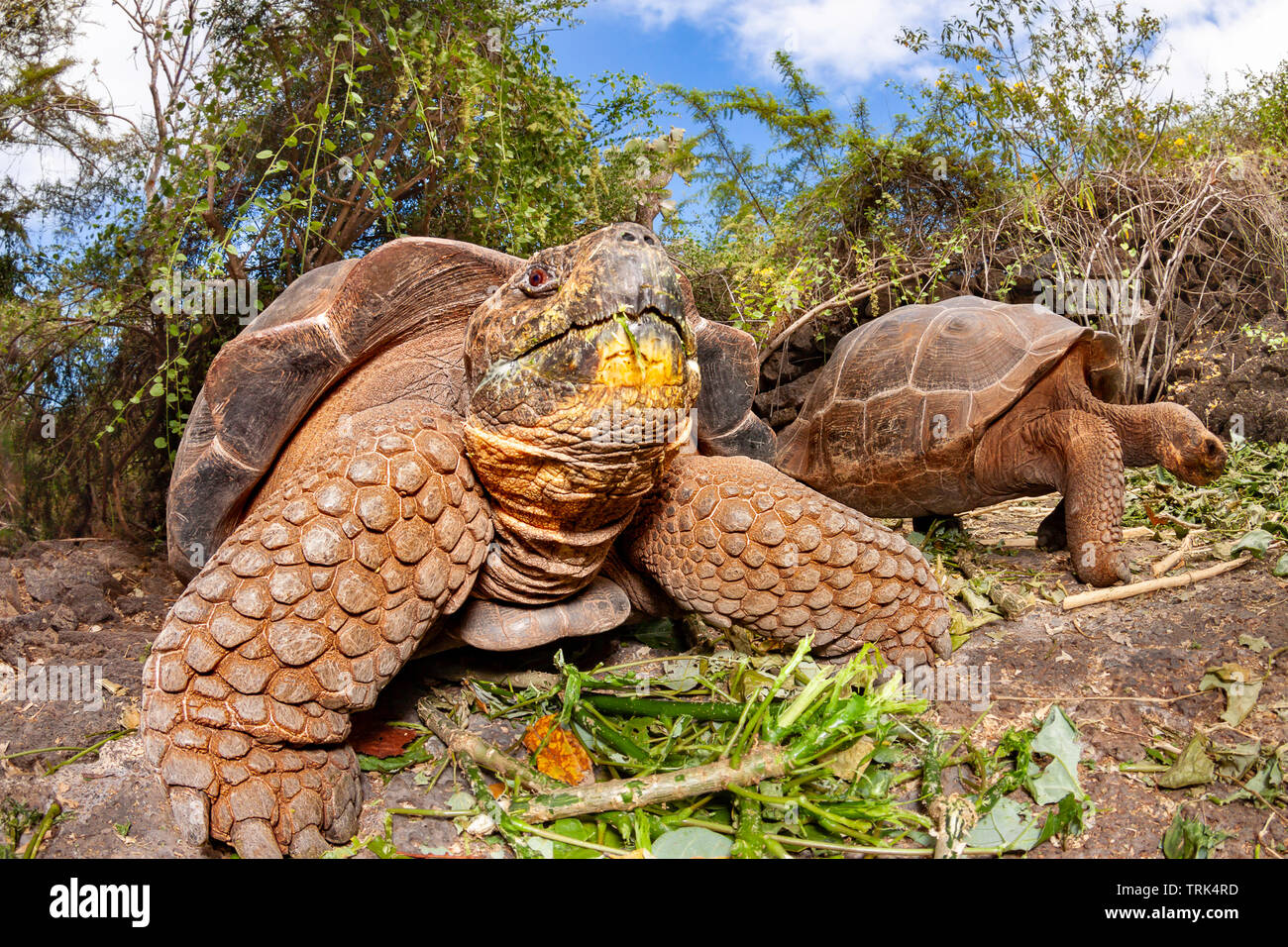 Die Galapagos Schildkröte, Chelonoidis nigra, sind die größten Lebewesen der Schildkröte, die bis zu 880 Pfund wachsen kann und mehr als 6 Fuß in len erreichen. Stockfoto