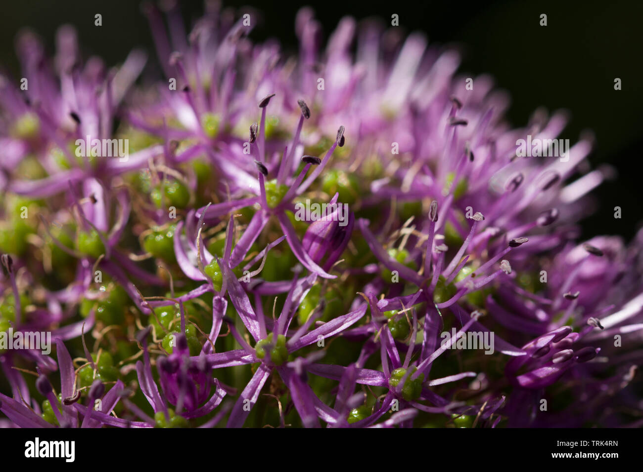 Kleine lila Blüte im Frühjahr. Makro Foto Stockfoto