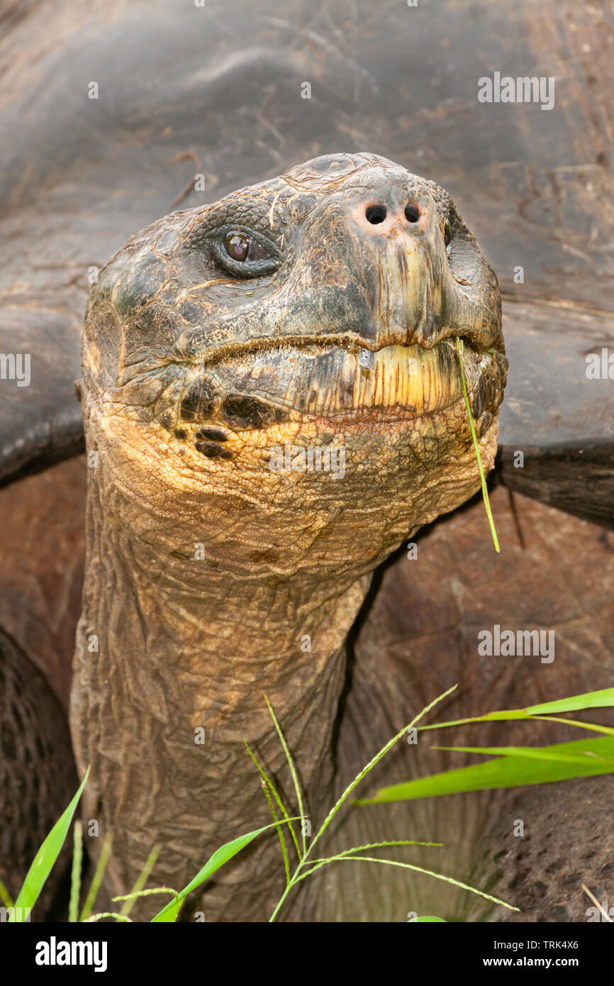 Die Galapagos Schildkröte, Chelonoidis nigra, sind die größten Lebewesen der Schildkröte, die bis zu 880 Pfund wachsen kann und mehr als 6 Meter erreichen. Stockfoto