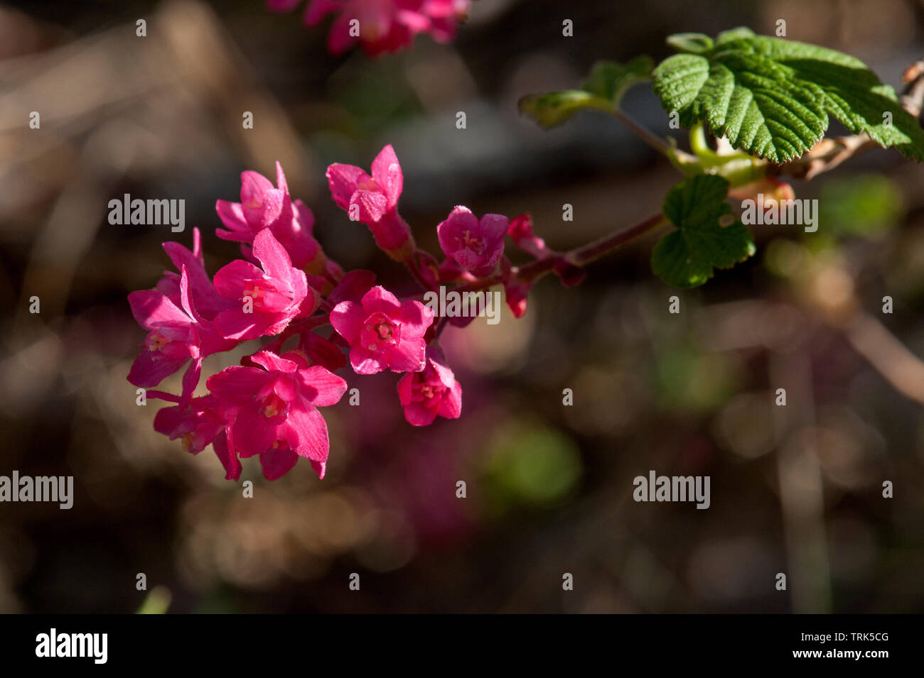 Red-Flowering Johannisbeere (Ribes Sanguineum), früh blühende wilde Strauch, in der Oregon Kaskaden Stockfoto