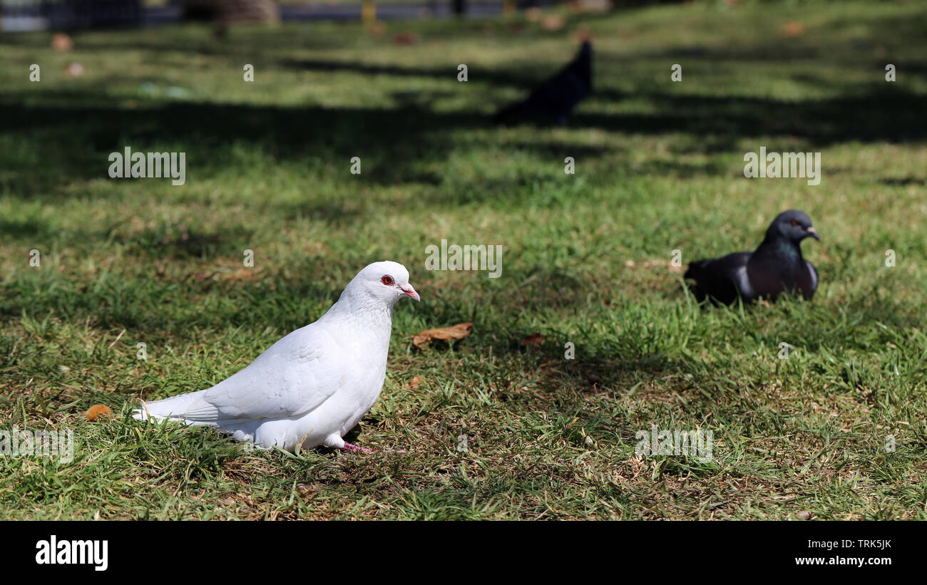 Mit schwarzen und weißen Tauben auf einer Wiese an einem sonnigen Tag. Auf diesem Foto können Sie drei Vögel, grüne Wiese und einige Schatten der Bäume sehen. Stockfoto Mit schwarzen und weißen Tauben auf einer Wiese an einem sonnigen Tag. Auf diesem Foto können Sie drei Vögel, grüne Wiese und einige Schatten der Bäume sehen. Stockfoto