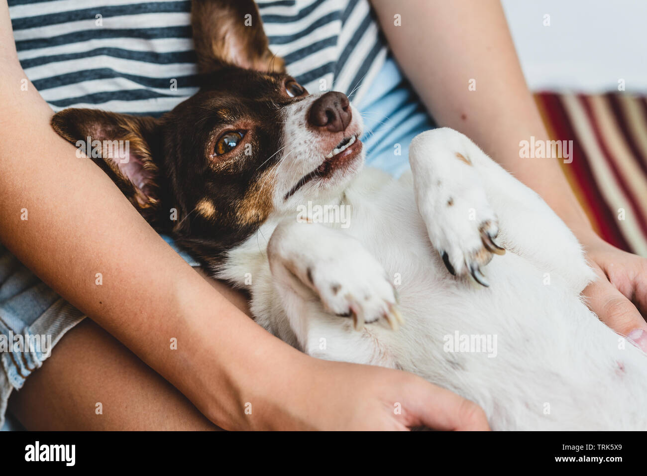 Cute gerne lustig Hund in den Armen seiner Herrin Stockfoto