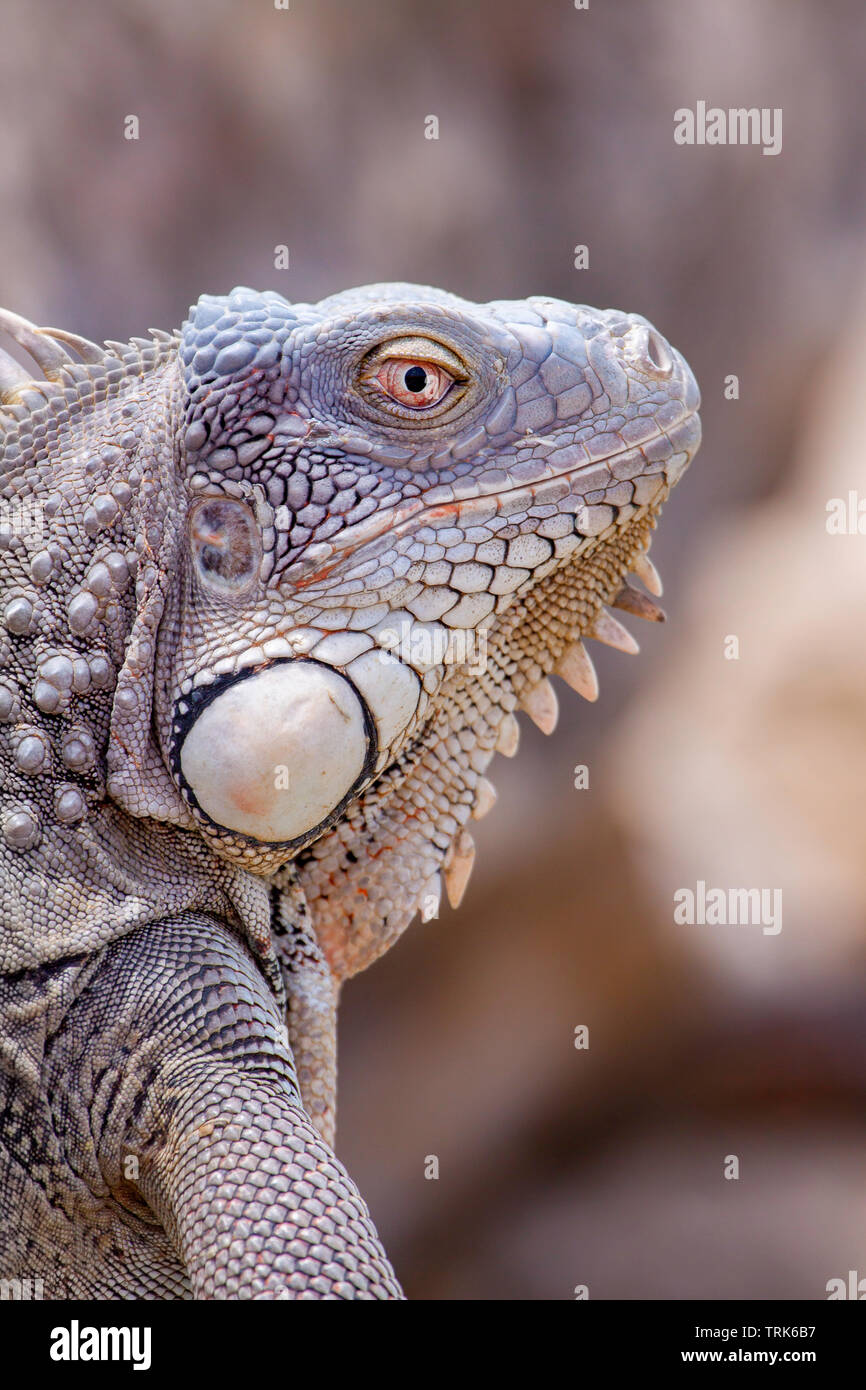 Ein männlicher Grüner Leguan, Iguana iguana, Bonaire, Niederländische Antillen, Karibik. Stockfoto