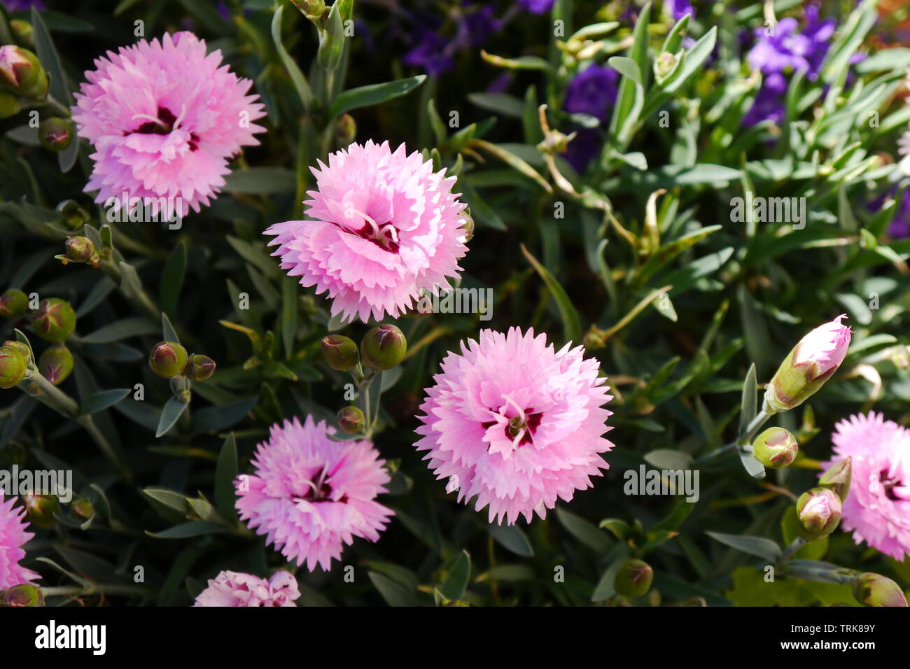 Wenig Licht rosa Blumen und grüne Blätter. Stockfoto