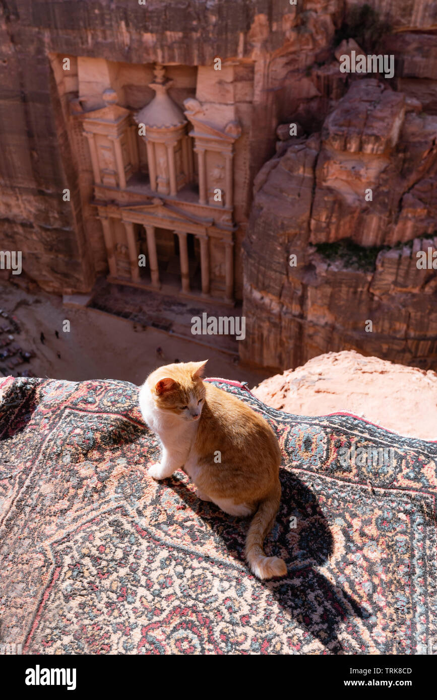 Petra, die rose Stadt Wahrzeichen und Reiseziel in Jordanien, mit einer Katze die Sonne genießen und schöne Aussicht Stockfoto