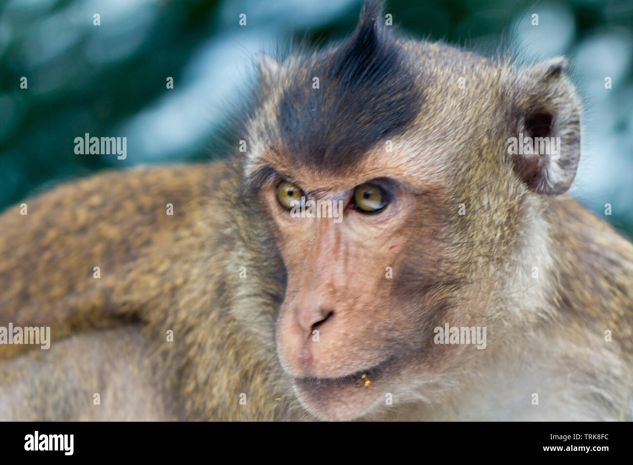 Porträt eines Affen Stockfoto