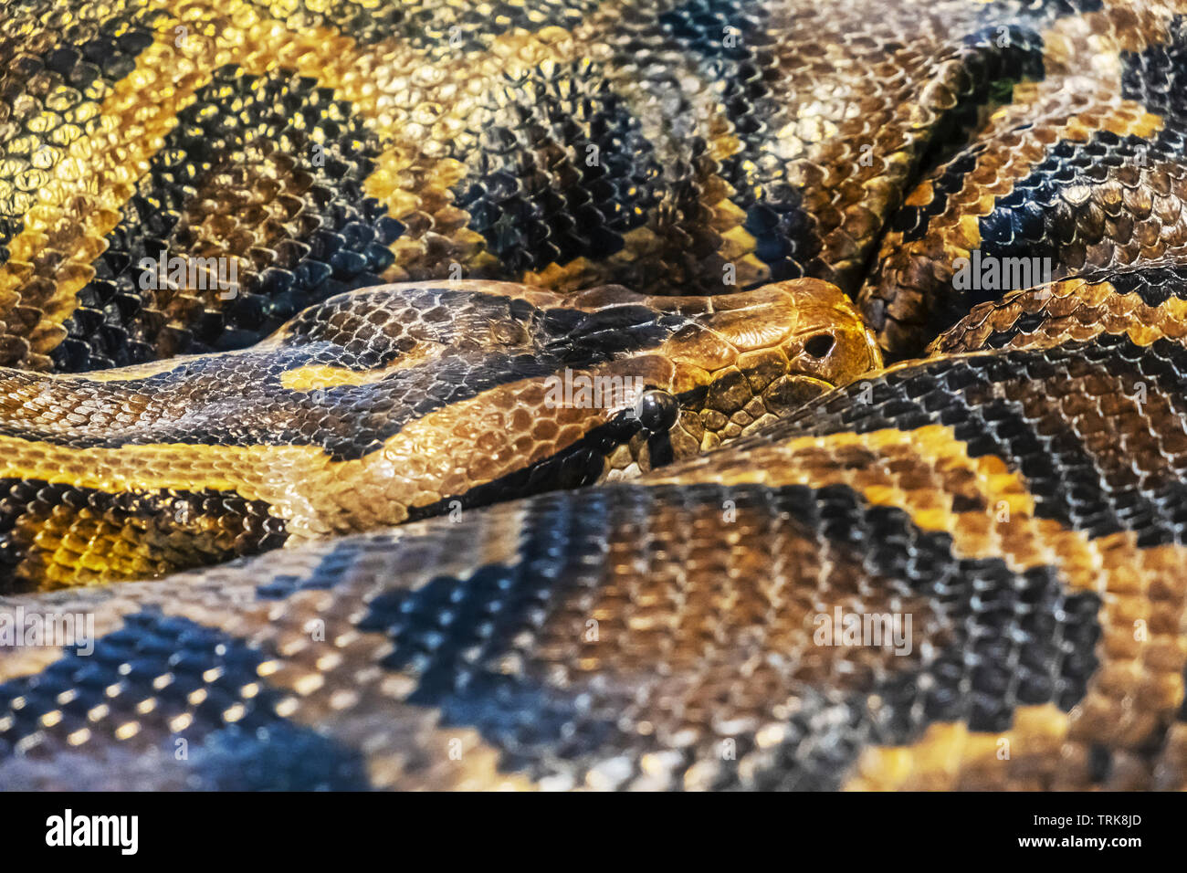 Tigerpython-Python molurus bivittatus. Tier-Szene. Stockfoto