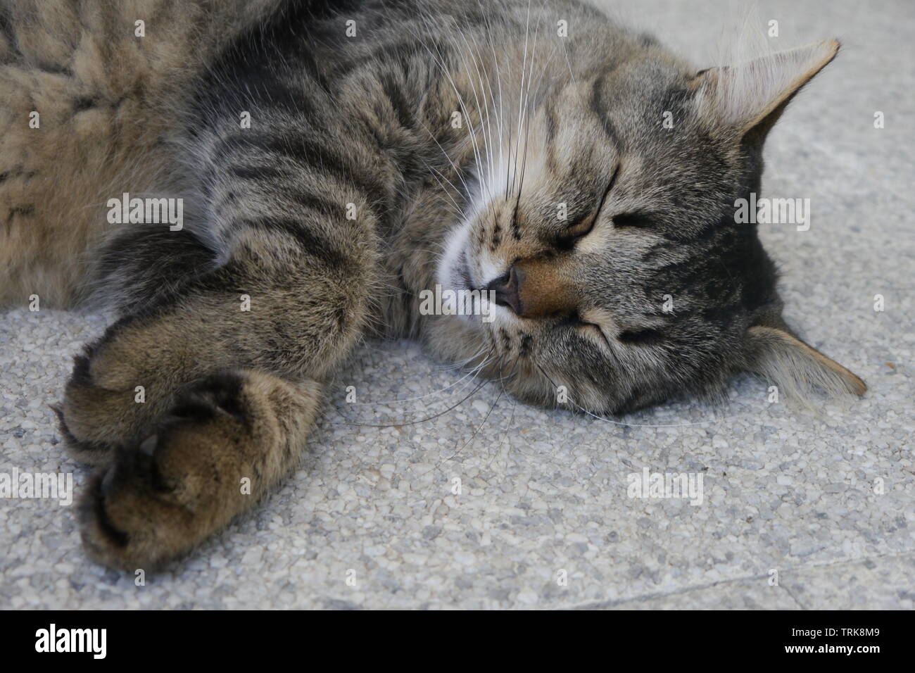 Süße braune Katze schlafen auf grauen Stein. Stockfoto