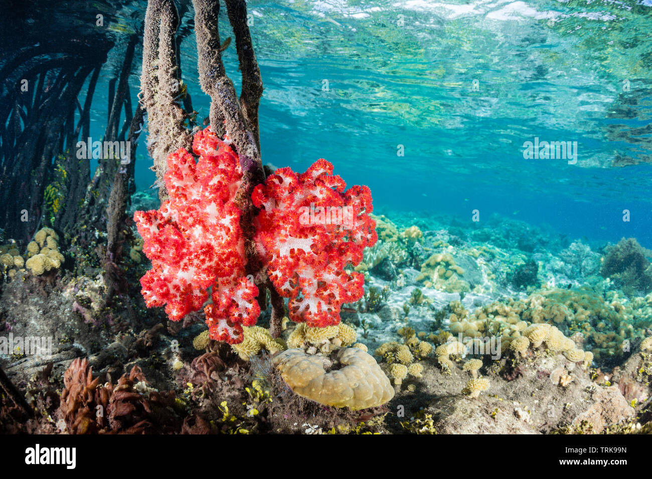 Weichkorallen in Mangroven, Dendronephthya, Lissenung, New Ireland, Papua Neuguinea, wachsende Stockfoto