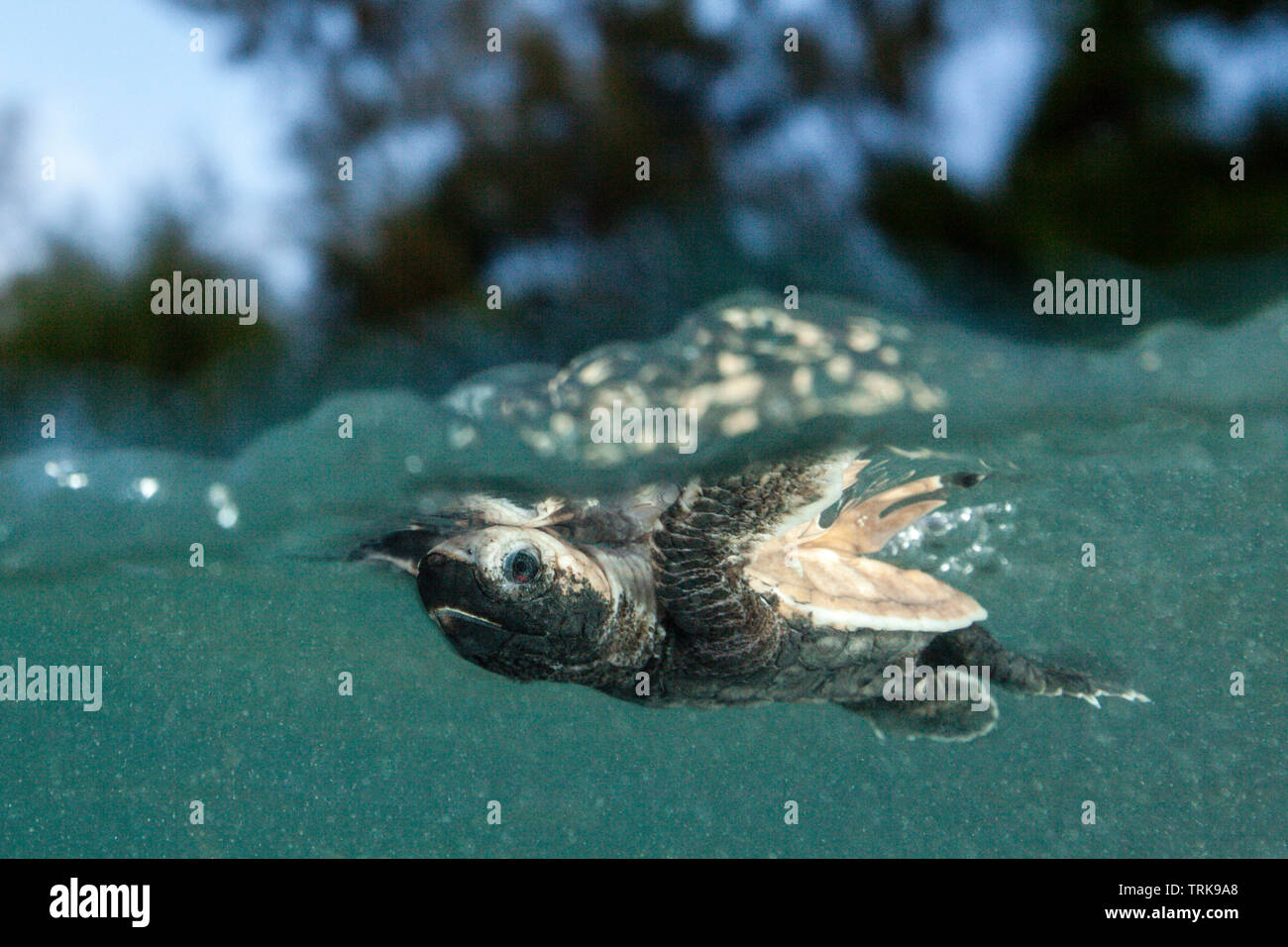 Hawksbill Schildkröte Hatchling" Paddel weg vom Ufer, Eretmochelys imbricata, Lissenung, New Ireland, Papua-Neuguinea Stockfoto