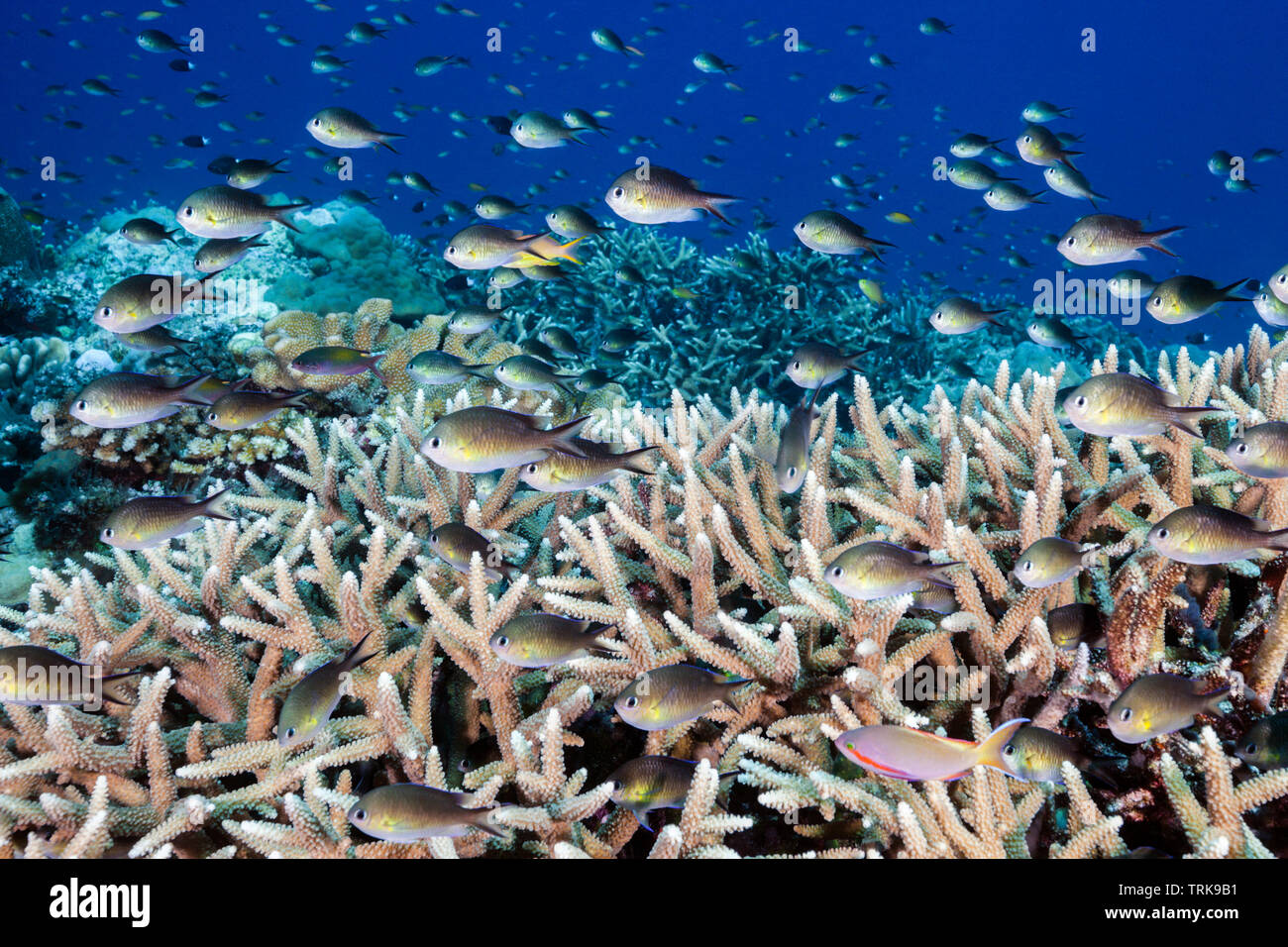 Ternate Chromis in Coral Reef, Chromis ternatensis, Lissenung, New Ireland, Papua-Neuguinea Stockfoto