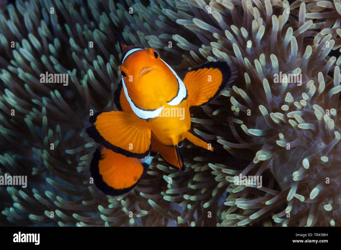 Clown, Anemonenfischen Amphiprion percula, Lissenung, New Ireland, Papua-Neuguinea Stockfoto