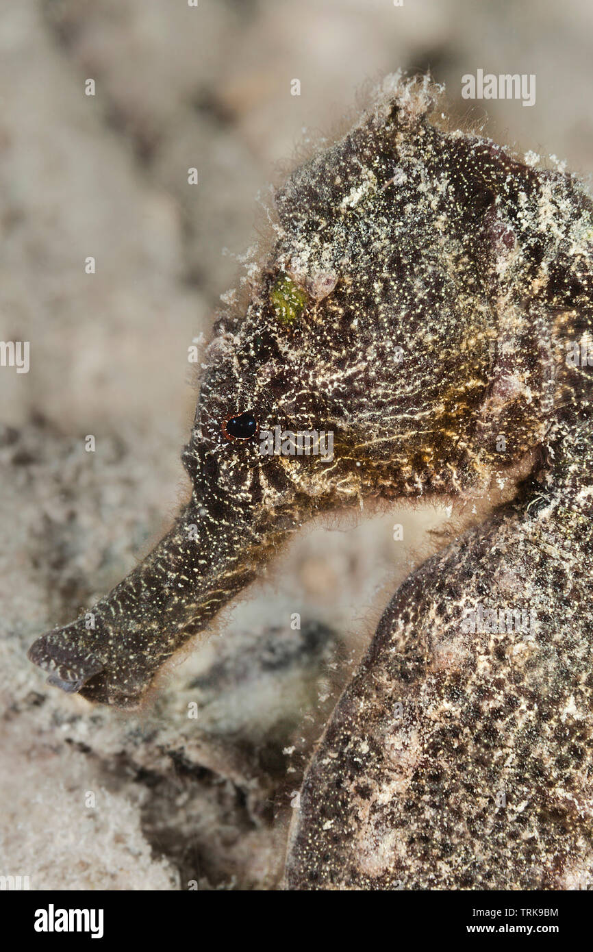 Gemeinsame Seahorse, Hippocampus taeniopterus, Lissenung, New Ireland, Papua-Neuguinea Stockfoto
