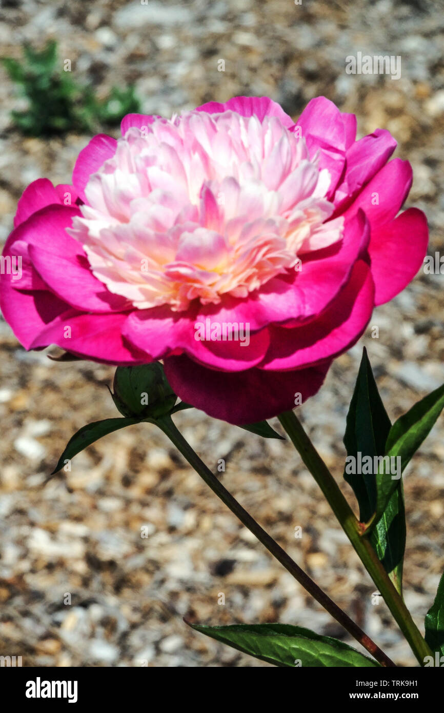 Rosa Pfingstrose Blume 'Santa Fe' Pfingstrosen Ziergartenpflanze Stockfoto