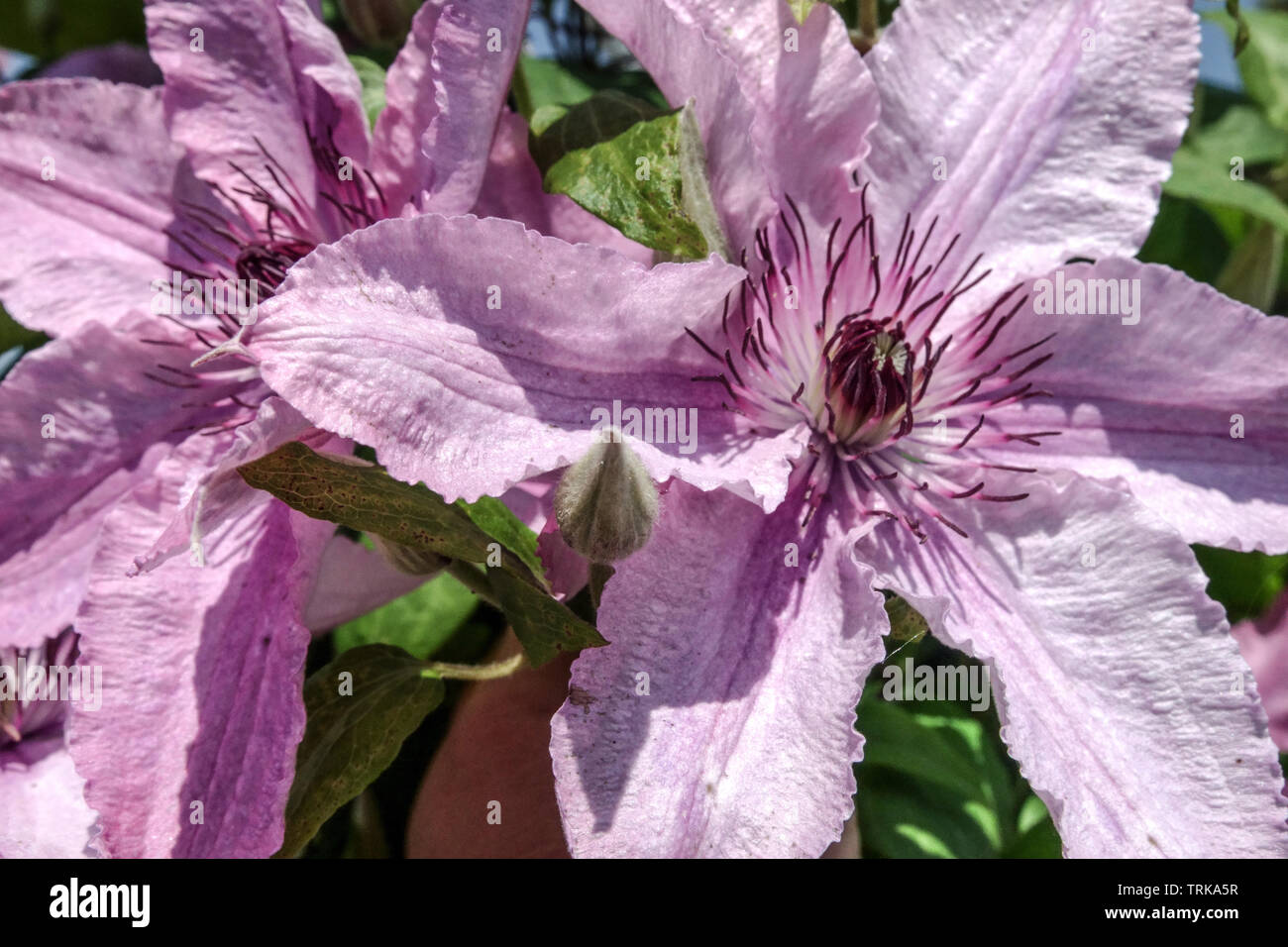 Clematis Hagley Hybride große Blüten Stockfoto