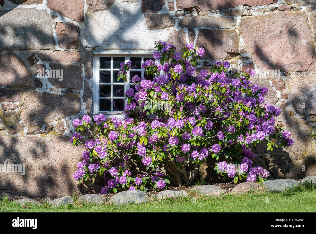 Rhododendren in der Blüte von Wand mit Fenster Stockfoto