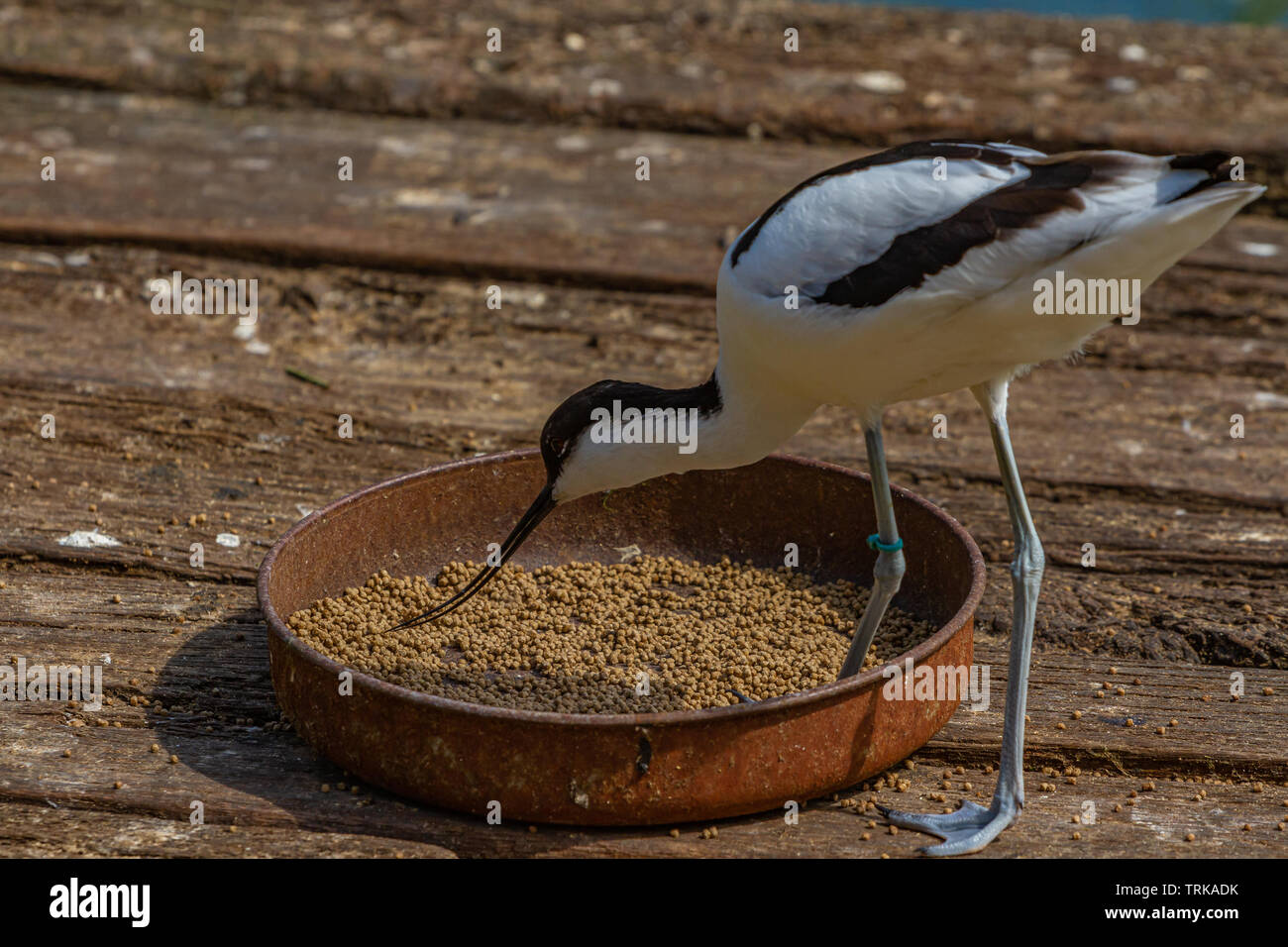 Säbelschnäbler an Slimbridge Stockfoto