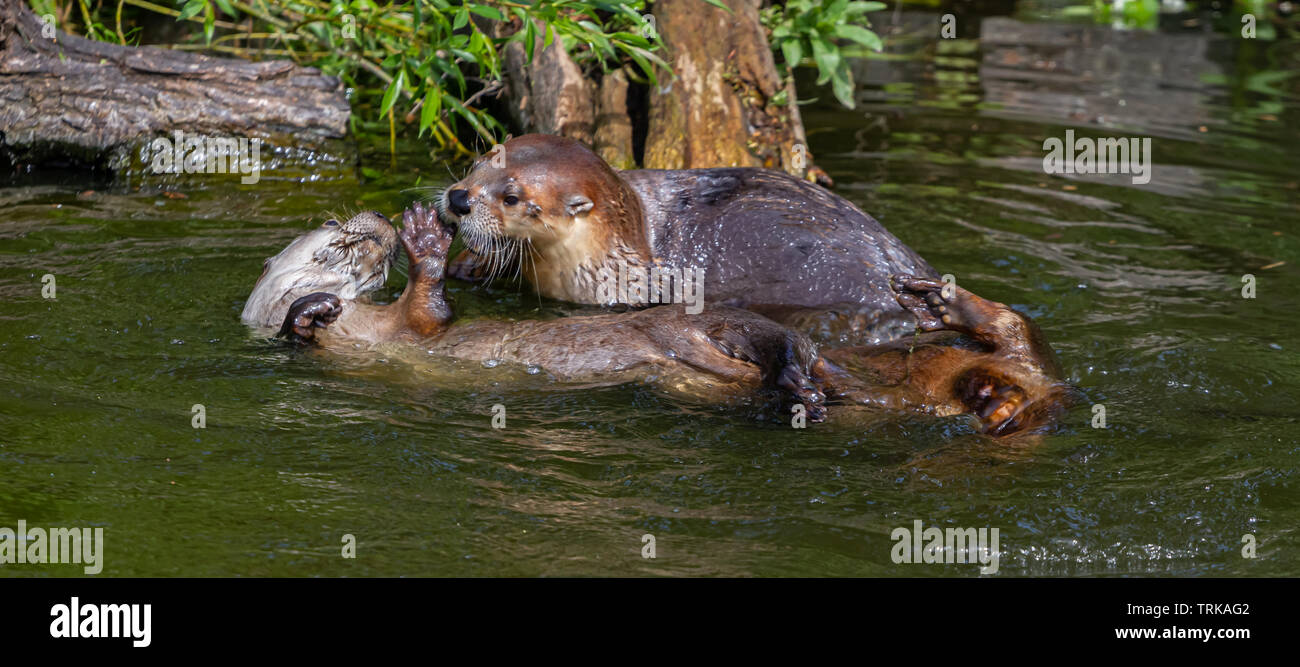 Northern Fischotter in Slimbridge Stockfoto