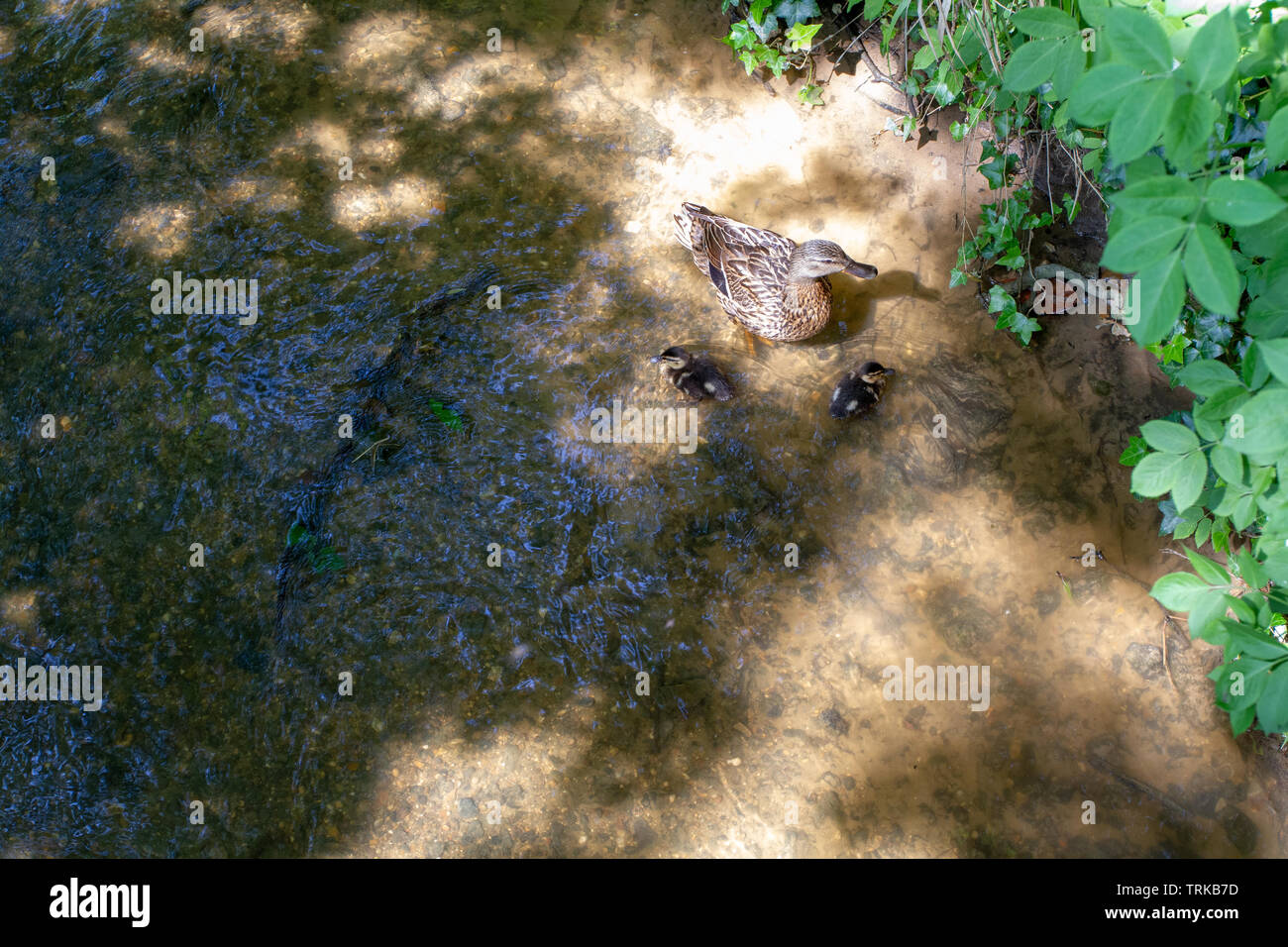 Mutter Stockente mit leider nur zwei Entenküken Stockfoto