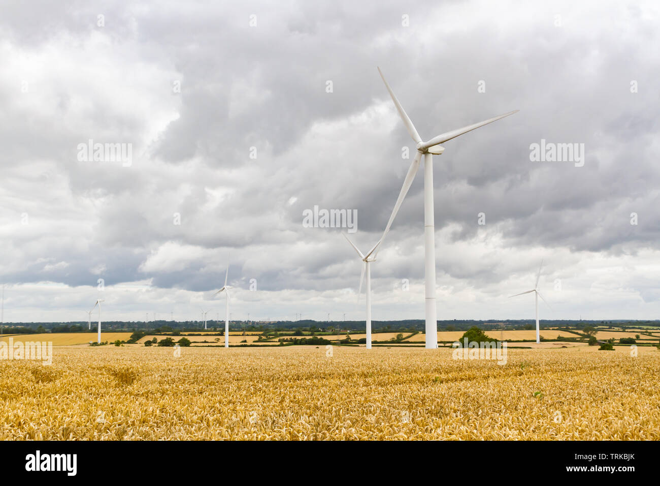 Crick, Northamptonshire, Großbritannien: Fünf Windkraftanlagen stehen in einem Feld reifen, gelben Weizens unter einem Himmel aus dicken grauen Wolken. Stockfoto