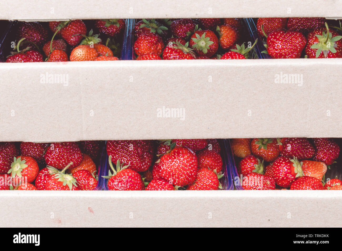 Ein frisches Erntegut von reifen roten Erdbeeren liegt in einem Karton. Vitamine gesunde Ernährung Ernährung Vitamine Stockfoto