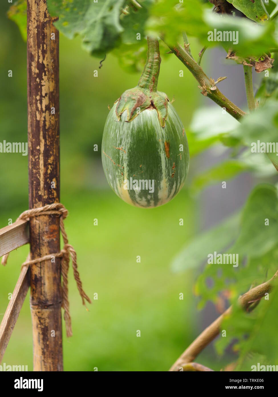 Kleine Aubergine grüne Gemüse auf Natur Stockfoto