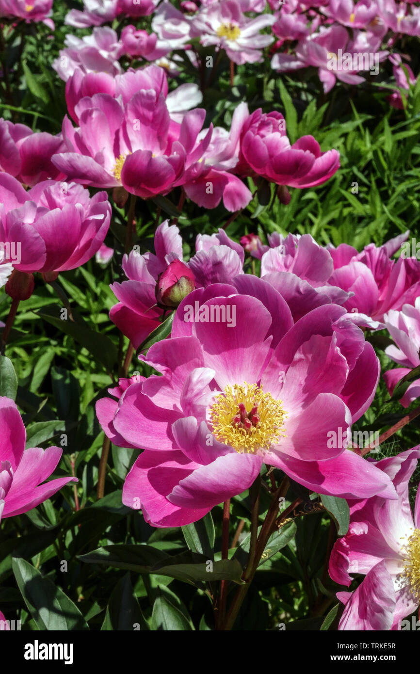 Rosa Pfingstrosen Blumen 'Thoma' Pfingstrosen krautige Pfingstrosen Gartenblumen Stockfoto