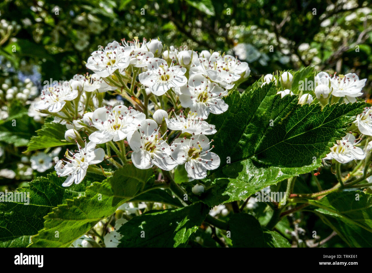 Pear Weißdorn, Crataegus calpodendron Blumen Stockfoto