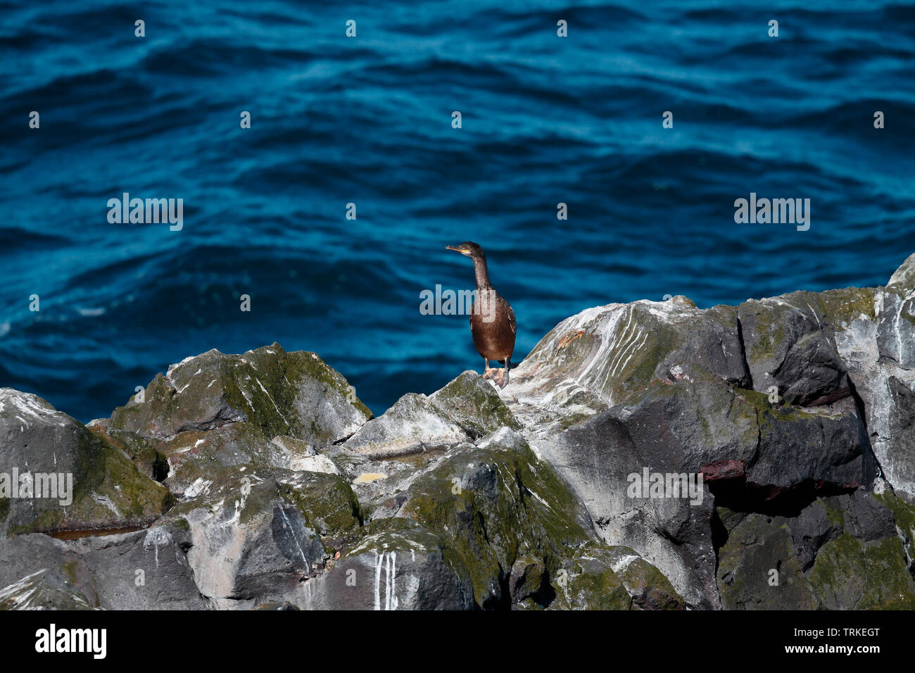 Junge Shag, Island Stockfoto