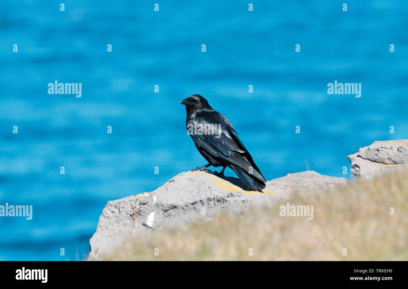 Raven, Island Stockfoto