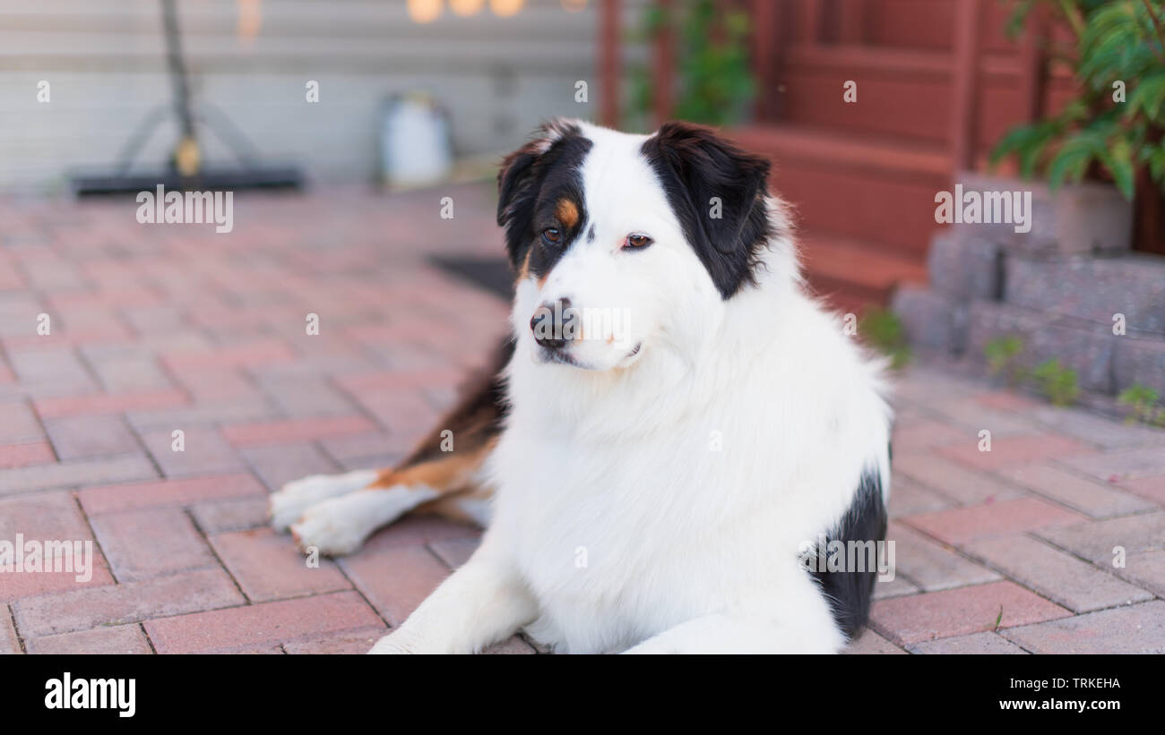 Austrialian Shepard stellt für Fotoshooting Stockfoto