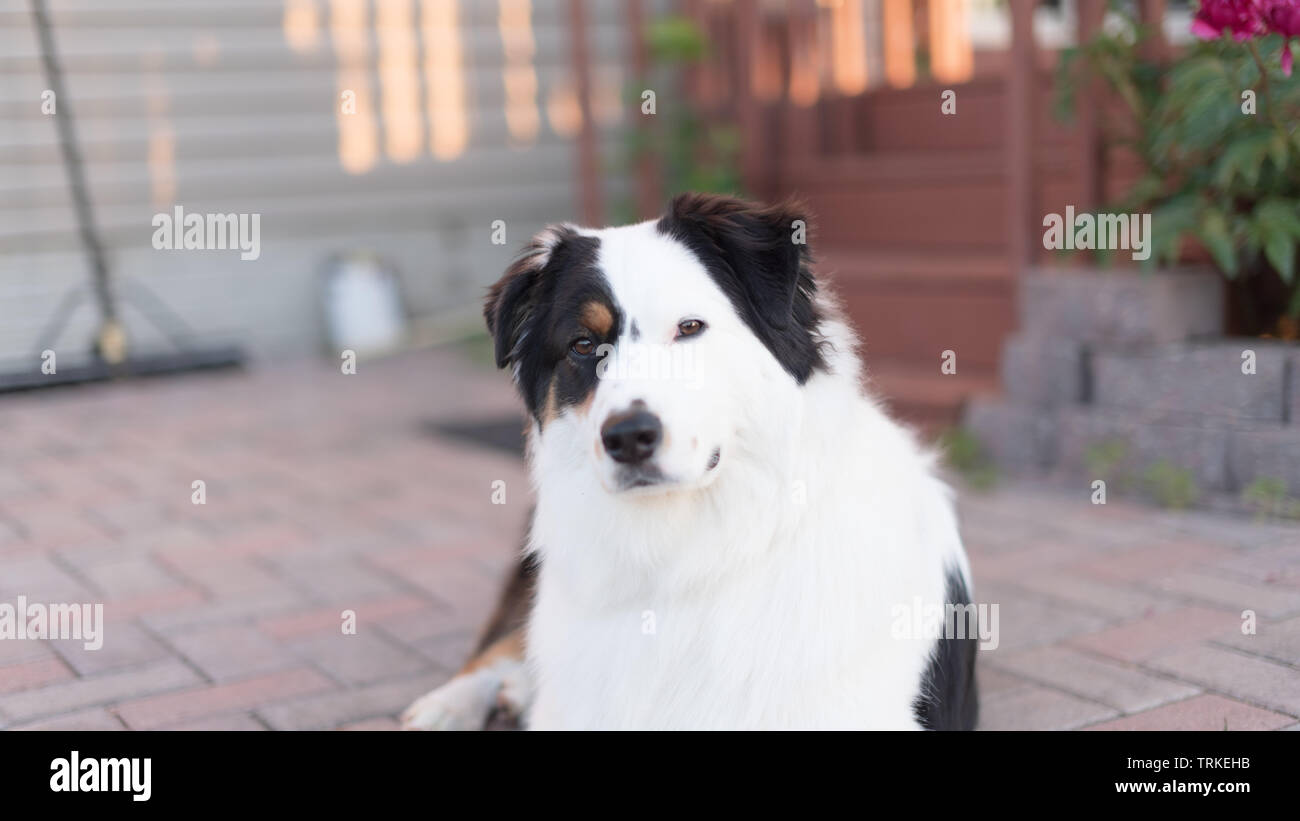 Austrialian Shepard stellt für Fotoshooting Stockfoto