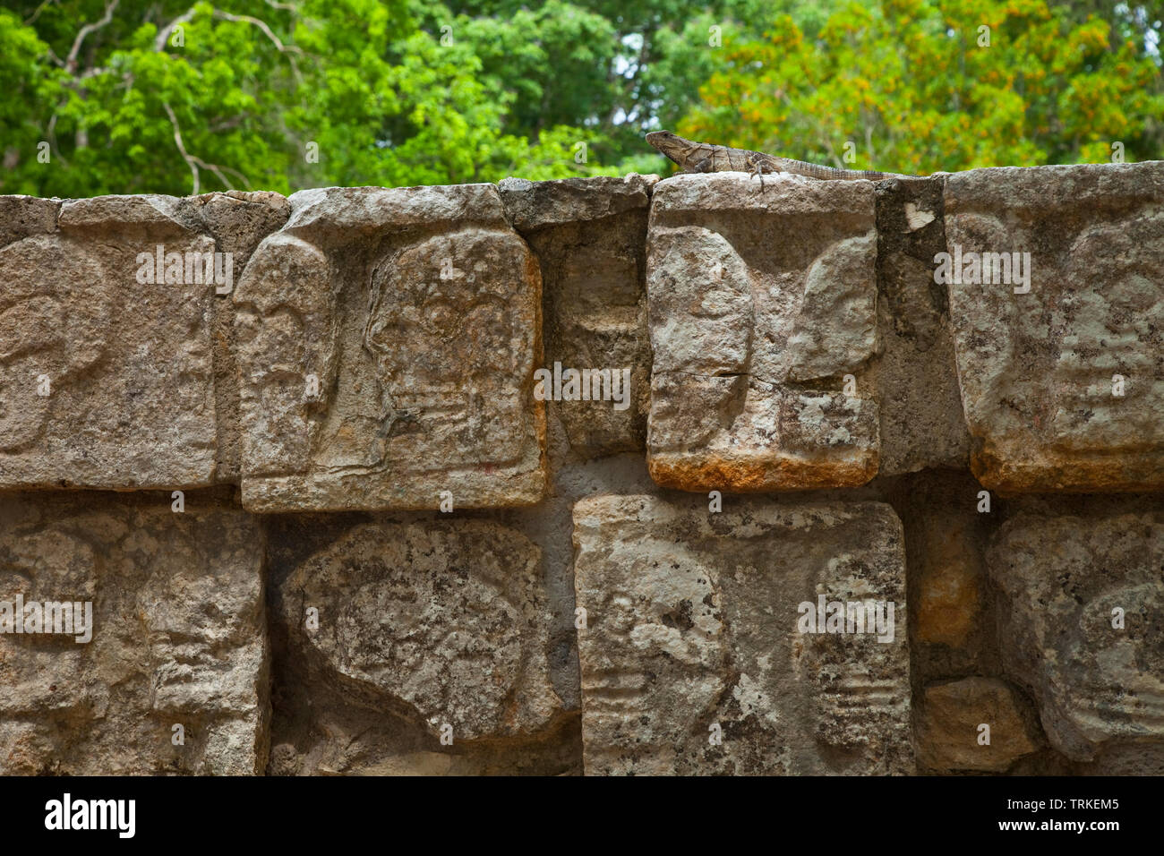 Iguana en la Plataforma de los Cráneos o Tzompantli. Yacimiento Arqueológico Maya de Chichén Itzá. Estado de Yucatán, Península de Yucatán, México, Bin Stockfoto