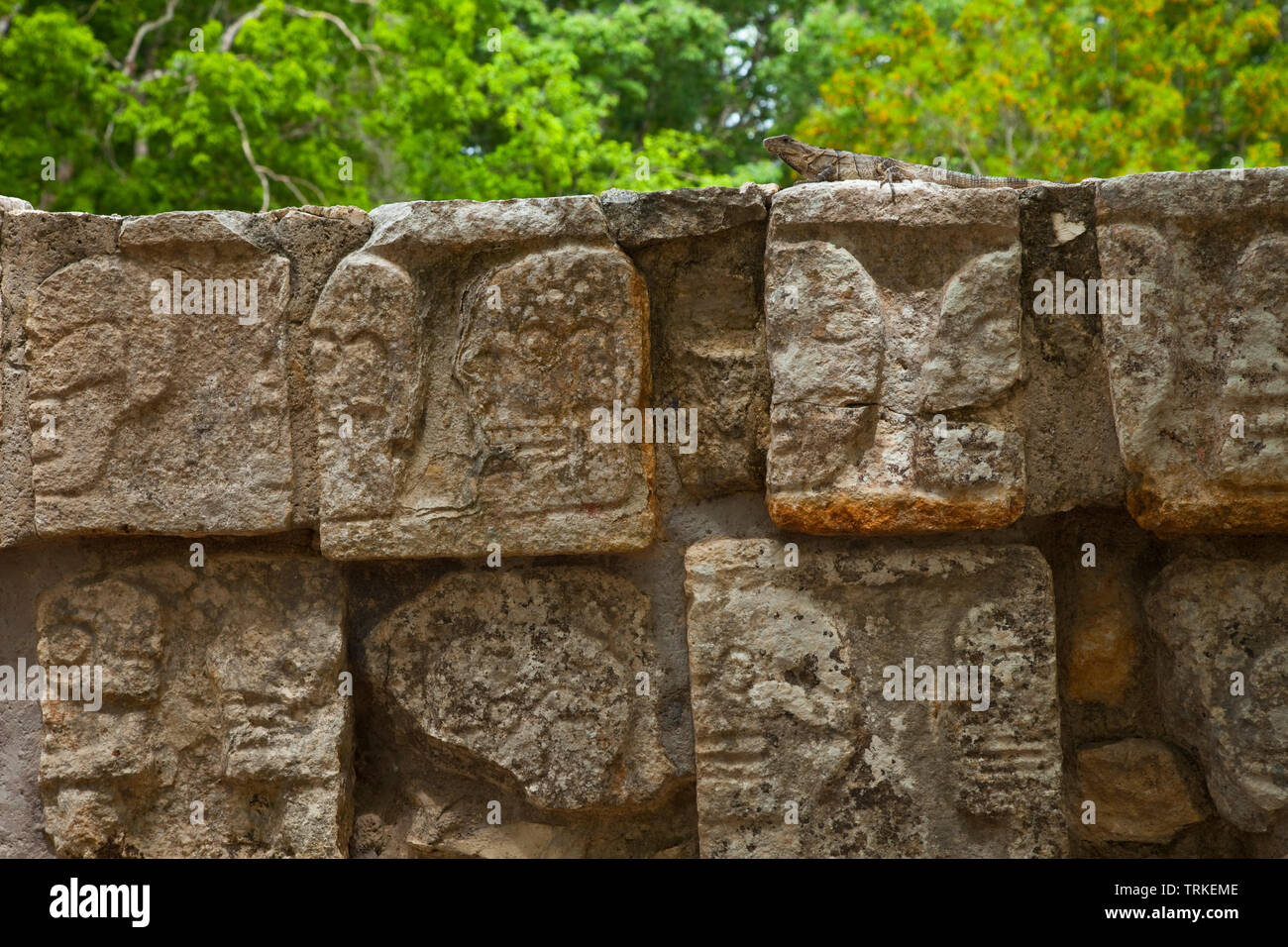 Iguana en la Plataforma de los Cráneos o Tzompantli. Yacimiento Arqueológico Maya de Chichén Itzá. Estado de Yucatán, Península de Yucatán, México, Bin Stockfoto