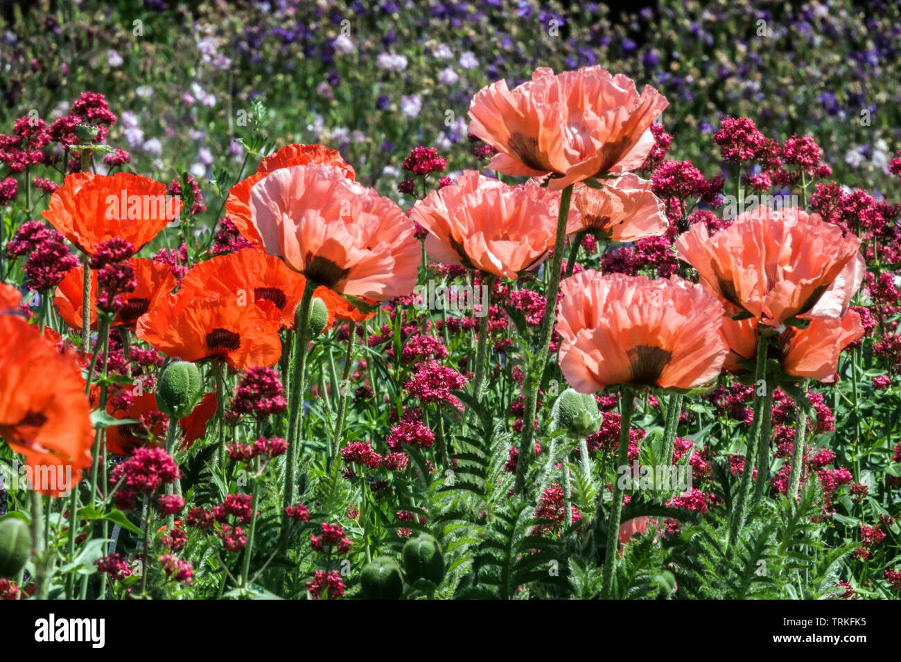 Farbenfroher Garten, Orientalische Mohnblumen im schönen Garten Papaver orientale Blumen Stockfoto