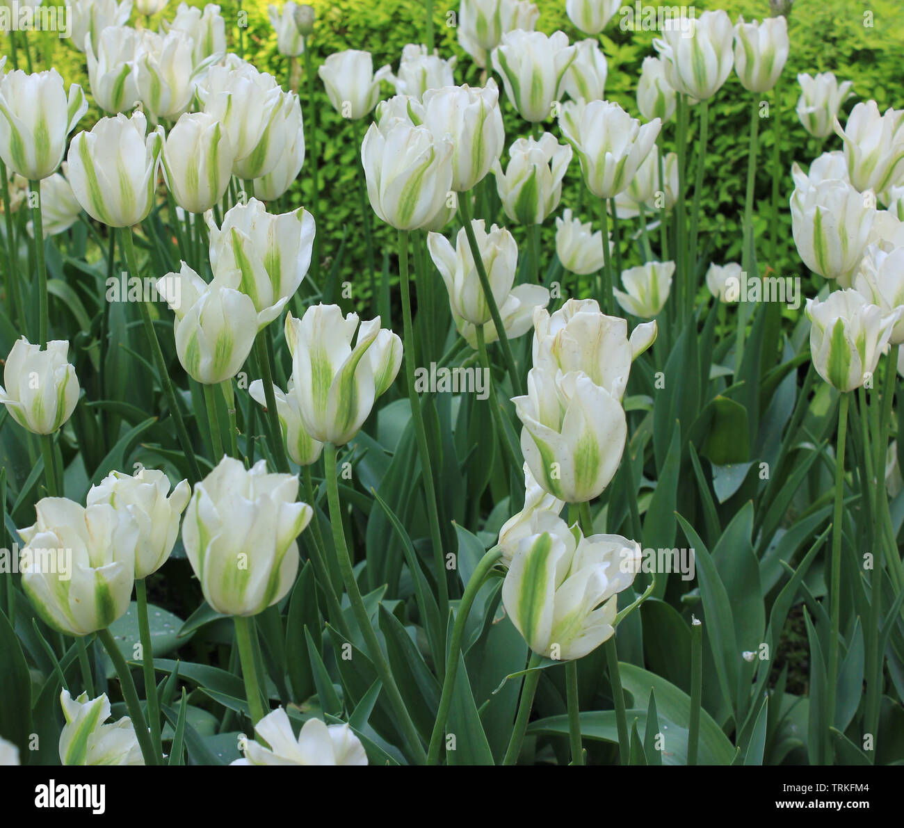 Weiße Tulpen blühen auf Blumenbeet. Natur Hintergrund von Tulip Blumen quadratischen Bild Stockfoto