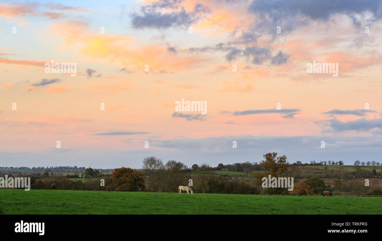 Goldene stunde Landschaft mit Pferd Stockfoto