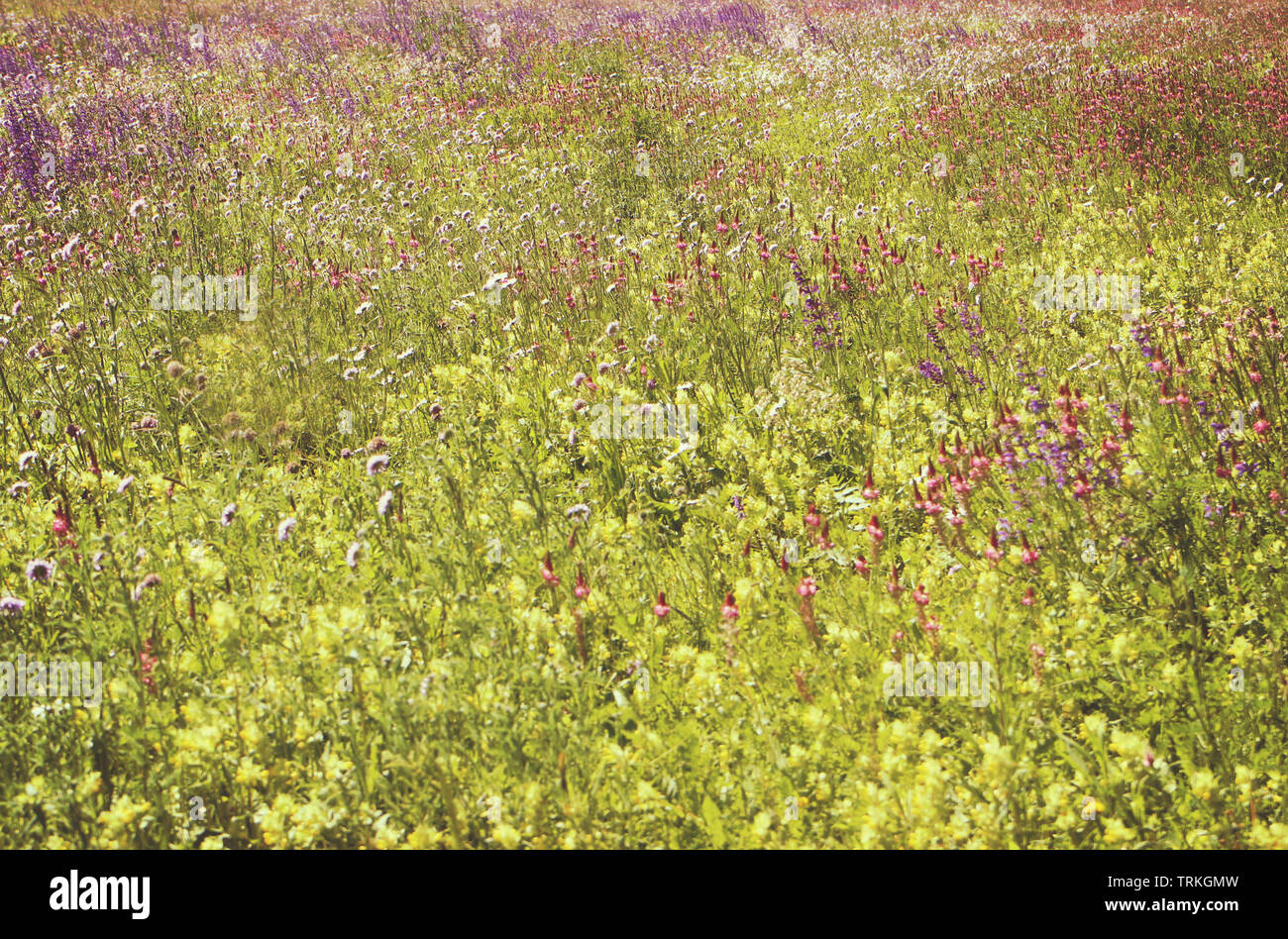 Bezaubernde Wiese voll von schönen spontanen lila und rosa wilden Blumen. Natur Frühling Hintergrund, Weichzeichner und Unschärfe Stockfoto